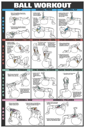 Algra Co-Ed Series Exercise Ball Chest, Biceps, Triceps, and Back Chart