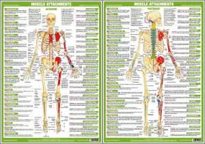 Major Muscle Attachments Human Physical Anatomy 2-Poster Combo Set - Chartex Ltd